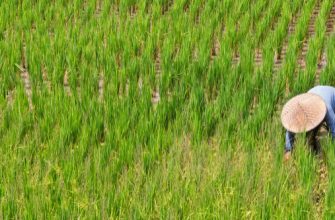 Southeast Asia equities: Wachstumspotenziale in einer dynamischen Region nutzen