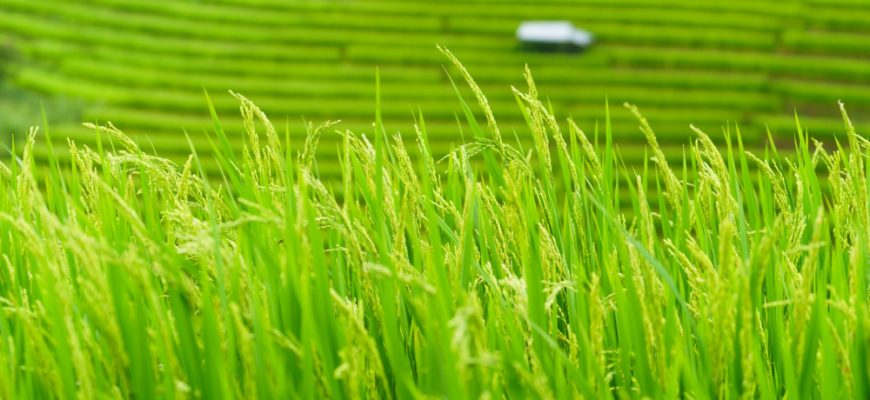Vietnam Konsumgüter Aktien: Wachstumschancen 2025